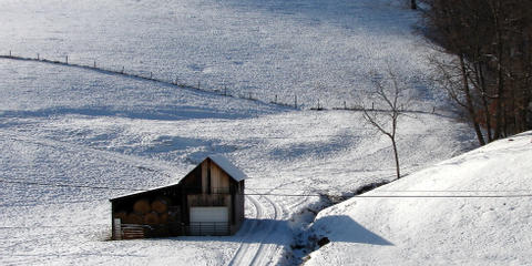 Cover photo for Emergency Assistance for Livestock, Honey Bees, and Farm-Raised Fish