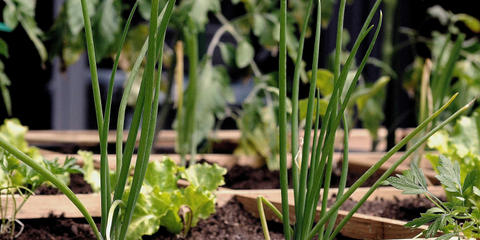 Cover photo for Prairie View A&M Urban Agriculture Programs