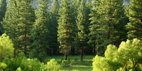 Cover photo for Fields & Forests Program