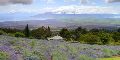 Cover photo for Hawaii Aquaculture Loans