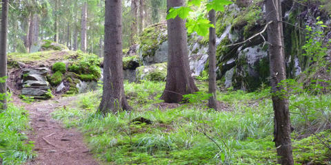 Cover photo for Healthy Forests Reserve Program