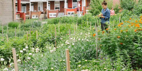 Cover photo for Future Harvest Beginner Farmer Trainer Program