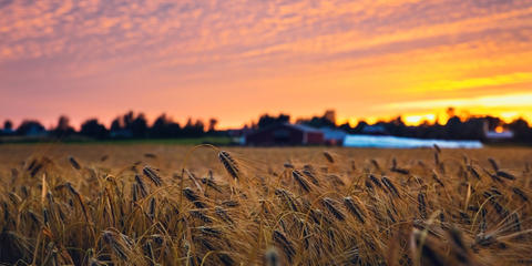 Cover photo for Iowa Crop Insurance Discount Program