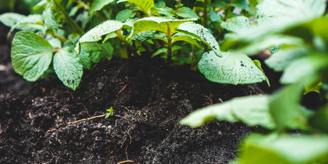 Cover photo for Idaho Specialty Crop Block Grant Program