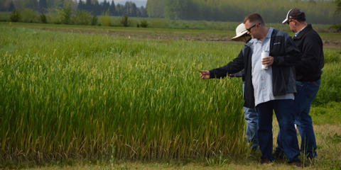 Cover photo for Illinois Cover Crop Premium Discount Program