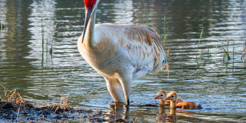 Cover photo for BirdReturns Sandhill Crane Program