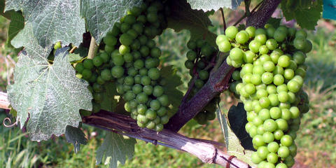 Cover photo for Kentucky Grape and Wine Council Wholesaler Reimbursement Program