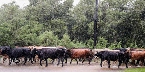 Cover photo for Livestock Forage Disaster Program