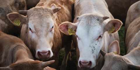 Cover photo for Maryland Livestock Processing Equipment Grant Program