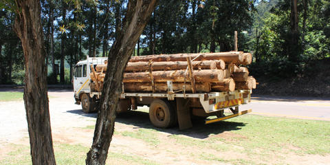 Cover photo for Maryland Wood Products Industry Equity Incentive Grant Program