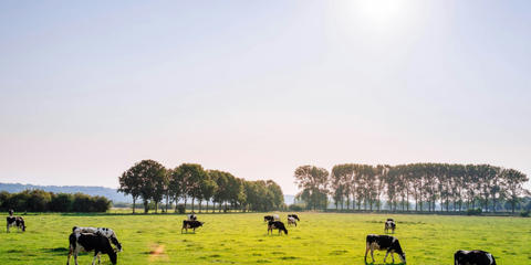 Cover photo for Methane Digester Loan Program