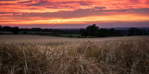 Cover photo for Minnesota Beginning Farmer Tax Credit