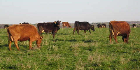 Cover photo for Minnesota Dairy Business Planning Grants