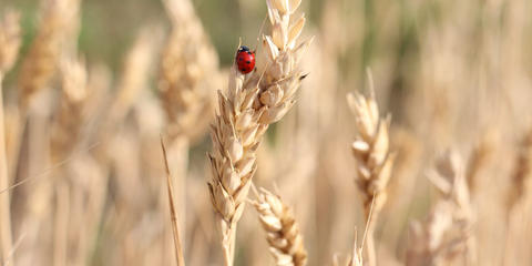 Cover photo for Minnesota AGRI Sustainable Agriculture Demonstration Grant