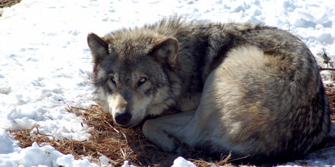 Cover photo for Minnesota Wolf-Livestock Conflict Prevention Grants