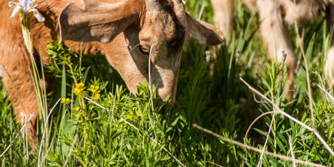 Cover photo for Montana Noxious Weed Trust Fund Grant Program