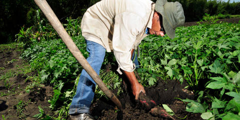 Cover photo for Montana Potato Research & Market Development Program