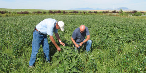 Cover photo for Montana Pulse Crop Marketing