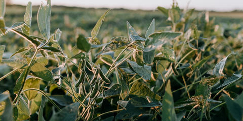 Cover photo for North Dakota Agriculture Diversification and Development Fund