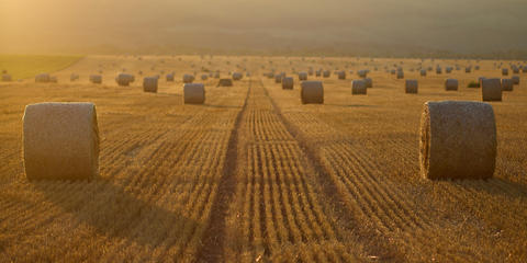 Cover photo for North Dakota Emergency Feed Transportation Assistance Program