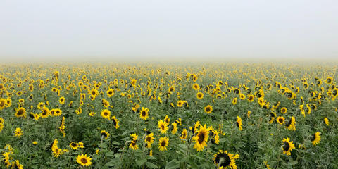 Cover photo for North Dakota Soil Health Cover Crop Grant Program