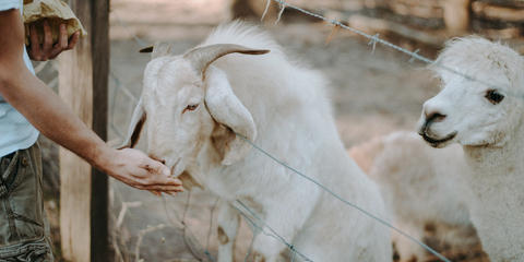 Cover photo for Goat & Sheep Dairy Supply Chain Grant