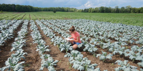 Cover photo for Northeast SARE Research for Novel Approaches in Sustainable Agriculture Grant Program