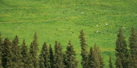 Cover photo for Conservation Partners Program