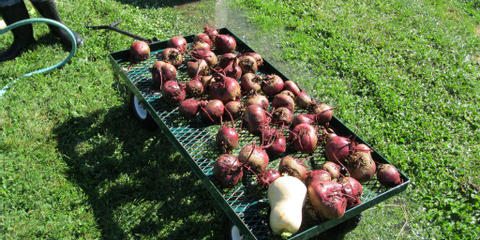 Cover photo for North Dakota Organic Education and Transition Cost Share Program