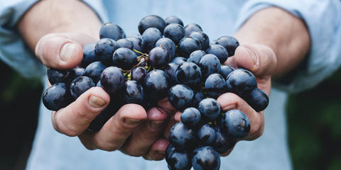 Cover photo for New York Concord Grape Innovation Award