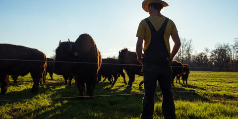 Cover photo for New York Young Farmers Loan Forgiveness Incentive Program