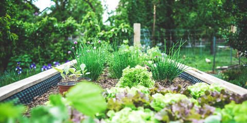 Cover photo for New York Urban Farms and Community Gardens Grant Program