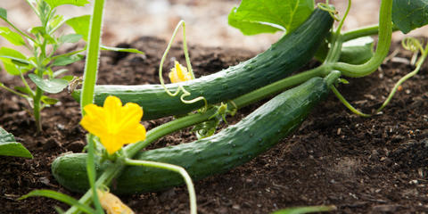 Cover photo for Ohio Specialty Crop Producer Block Grant