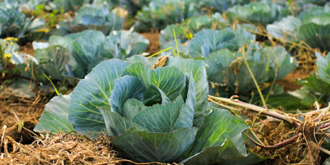 Cover photo for Oklahoma Specialty Crop Block Grant 