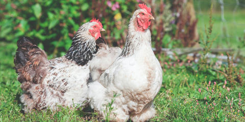 Cover photo for Oklahoma Farm Enhancement and Diversification Grant: Research