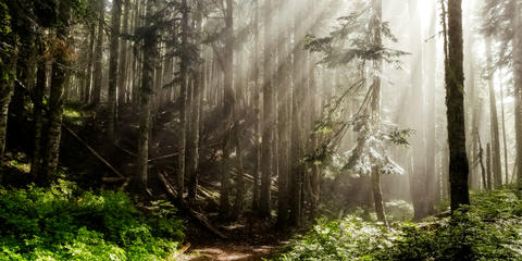 Cover photo for Oregon Forest Legacy Program