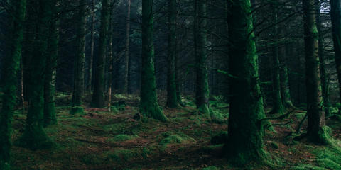 Cover photo for Oregon Small Forestland Grant Program