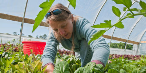 Cover photo for Organic Agriculture Research and Extension Initiative