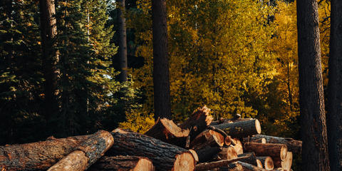 Cover photo for Pandemic Assistance for Timber Harvesters and Haulers Program