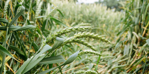 Cover photo for Pandemic Cover Crop Program