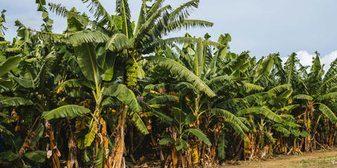 Cover photo for PIEOMPA (Programa de Inversión, Equipo, Estructuras, Obras y Mejoras Permanentes Agrícolas)