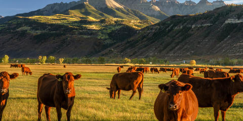 Cover photo for Meat & Produce Agriculture
Development Grant