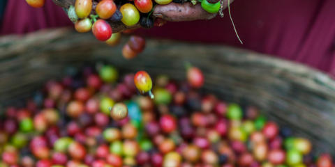 Cover photo for Puerto Rico Specialty Crop Block Grant Program