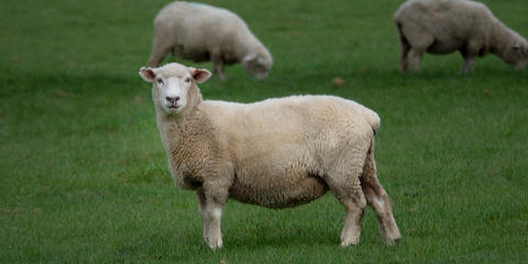 Cover photo for Sheep Production and Marketing Grant Program