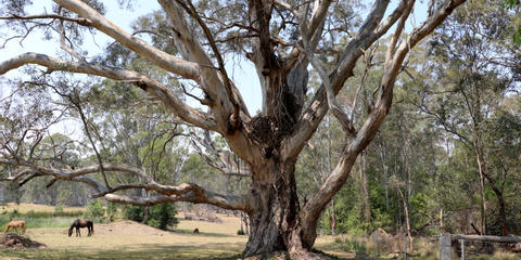 Cover photo for Tree Assistance Program