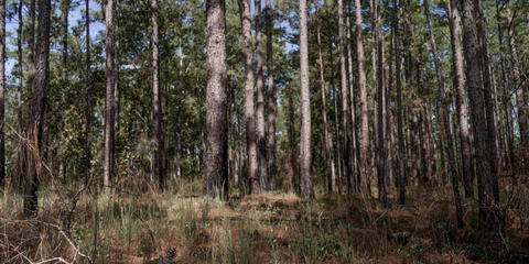 Cover photo for Texas Longleaf Conservation Assistance Program