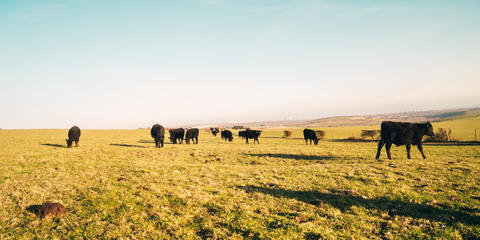 Cover photo for Utah Grazing Improvement Program