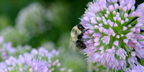 Cover photo for Utah Pollinator Habitat Program