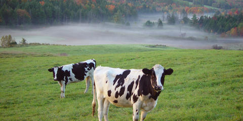 Cover photo for Vermont Multi-Business Dairy Agritourism Grant