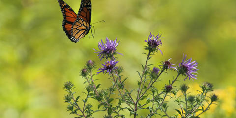 Cover photo for Monarchs and More Western Habitat Program